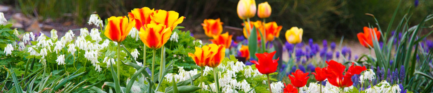 header afbeelding
